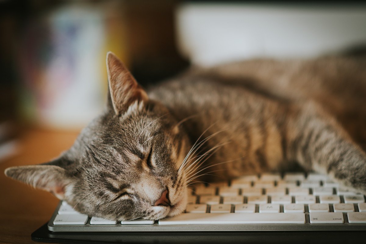 良質な睡眠は猫の健康を左右する！猫が『熟睡』しやすくなる環境4つ