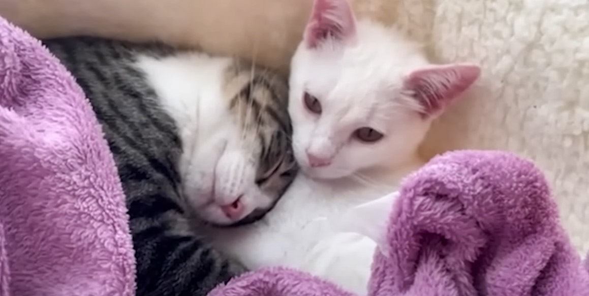 別々の場所で保護された2匹の子猫…苦難を乗り越えて『共に幸せを掴むまで』の記録が25万9000再生「目頭が熱く」「ずっと幸せに」