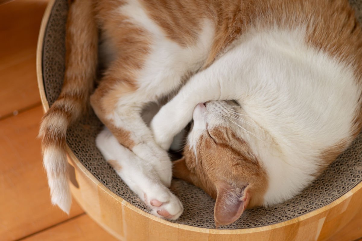 愛猫がくるんと『体を丸めて眠る』ときの4つの理由　かわいらしい姿に秘められた意味