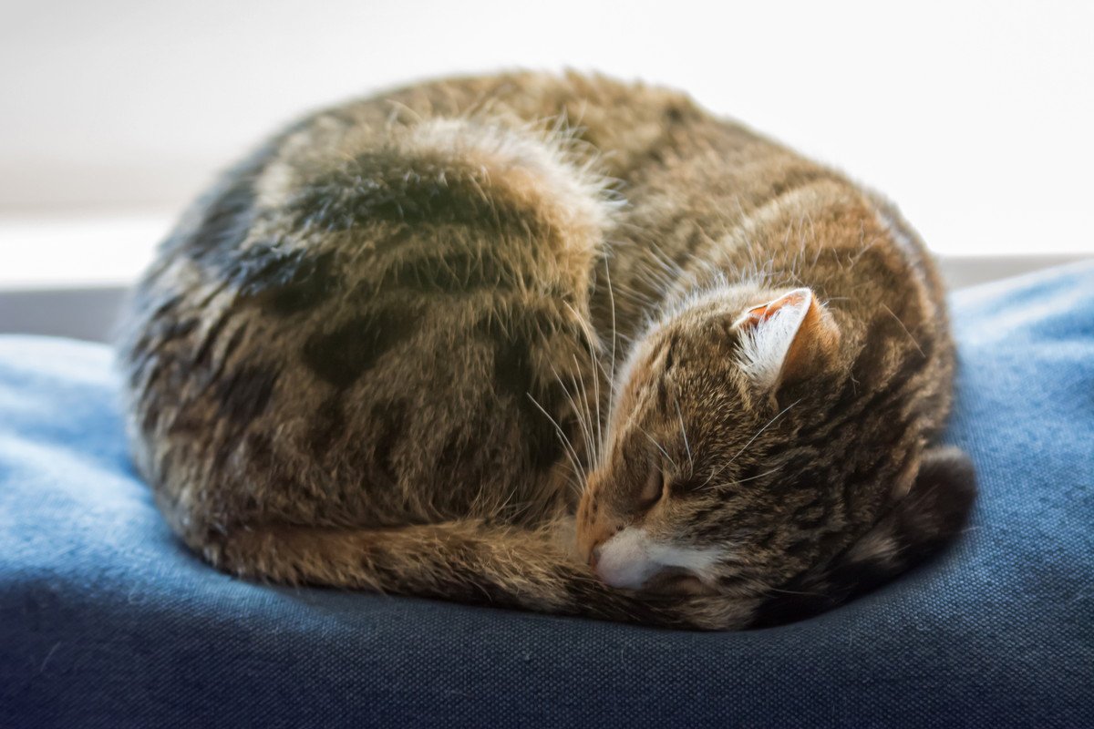 猫の心理状態がわかる『寝相』5選！気持ちがわかるとどんなことができる？
