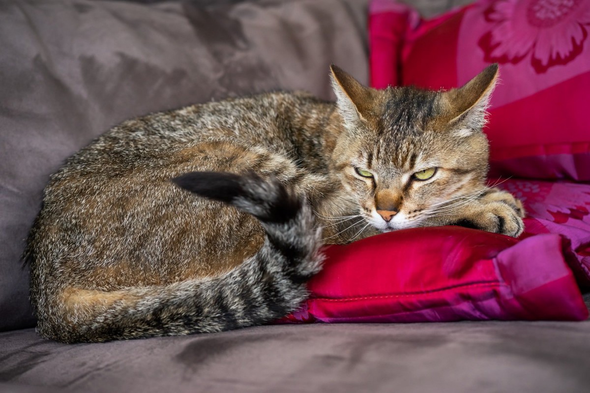 猫にとって大きなストレスとなる『生活音』4選　飼い主ができる配慮と対処法