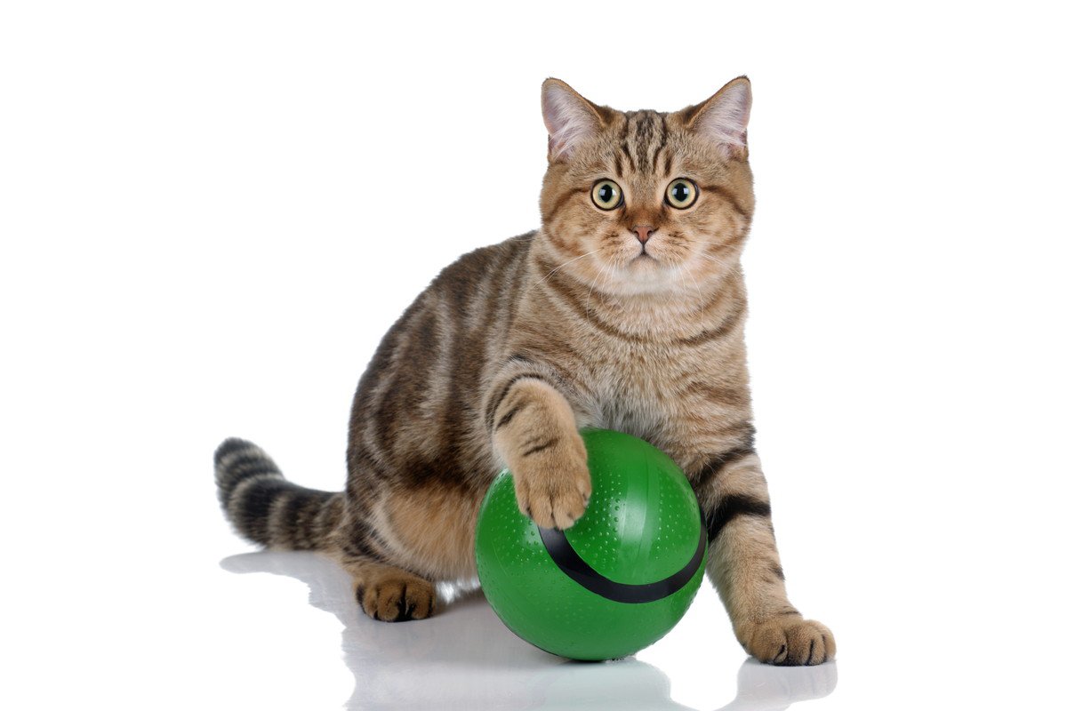 猫が盛り上がって遊んでくれる『ボール』の特徴3選　大きさや材質…猫ゴコロをくすぐるポイントは？