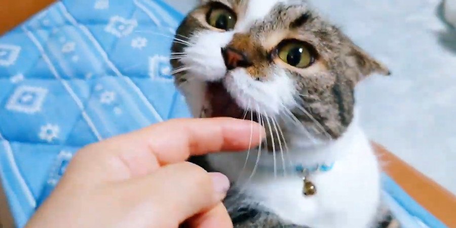 気に入らない！猫パンチしたり噛みついたりしちゃう猫さん！