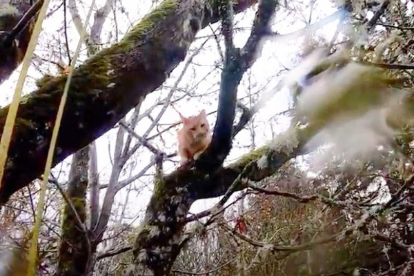木の上でびしょ濡れになった猫…救助の手に歩み寄る姿に涙