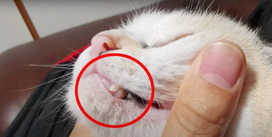 緊急事態！猫ちゃんの牙が折れた？！