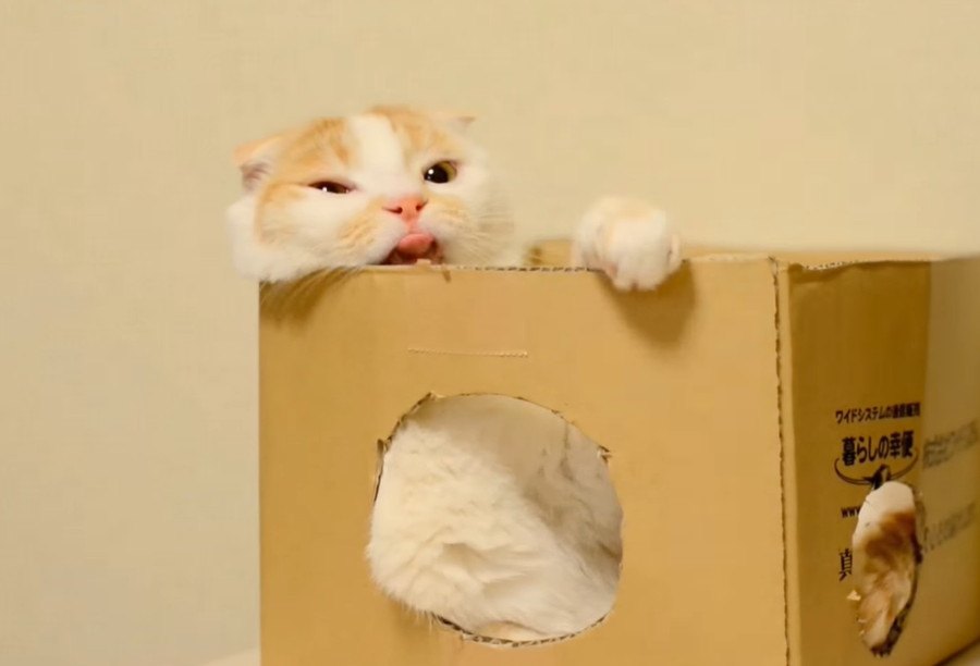 器用に箱で寝る猫さん