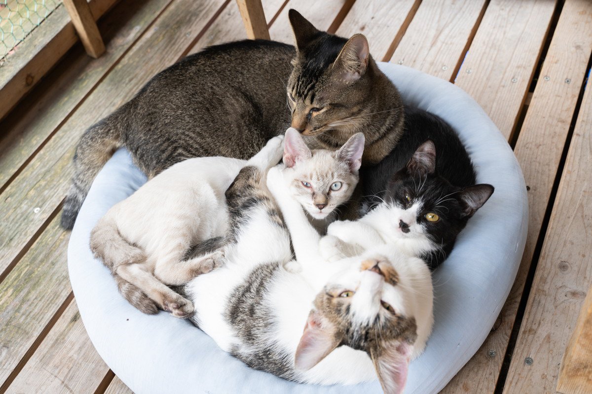 猫が『猫団子』になって眠る3つの理由！飼い主が注意すべき点とは？