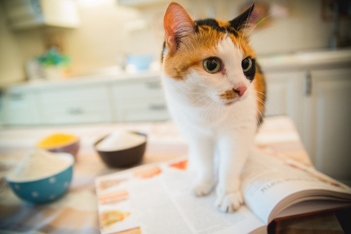 猫が『キッチン』に入りたがるのはなぜ？3つの理由と対策
