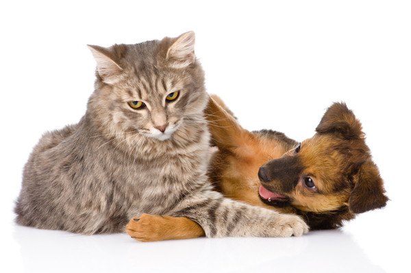 猫と犬はどんな時に喧嘩する？仲良く同居する方法