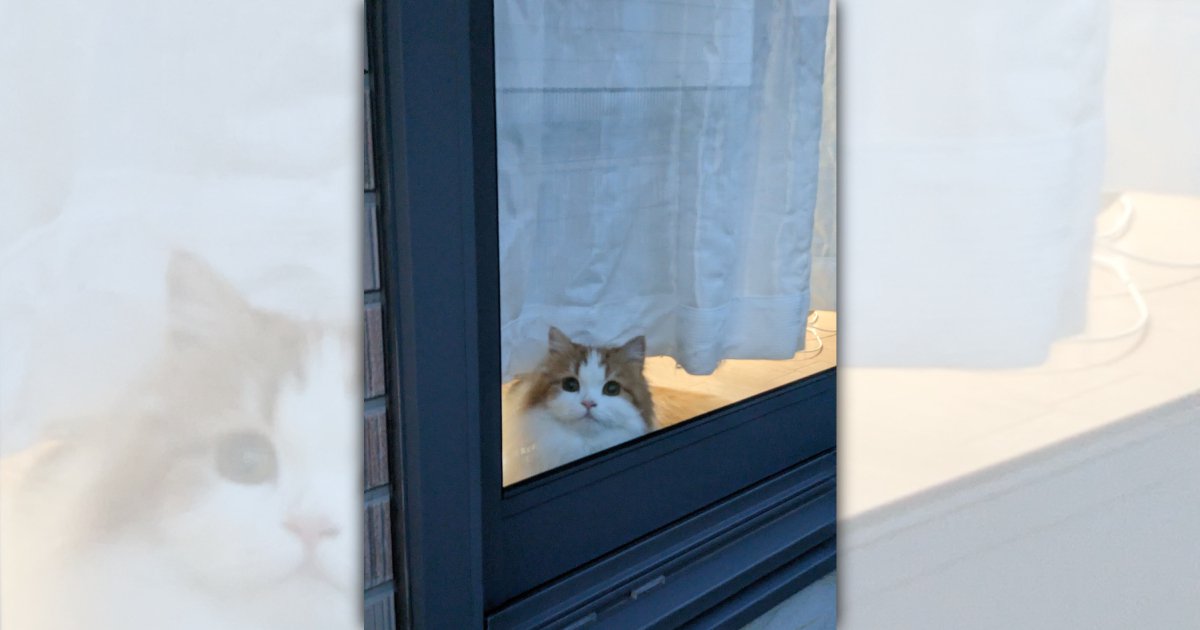 「おかえりにゃさい♪」窓越しにお出迎えしてくれる猫さんが可愛すぎる♡