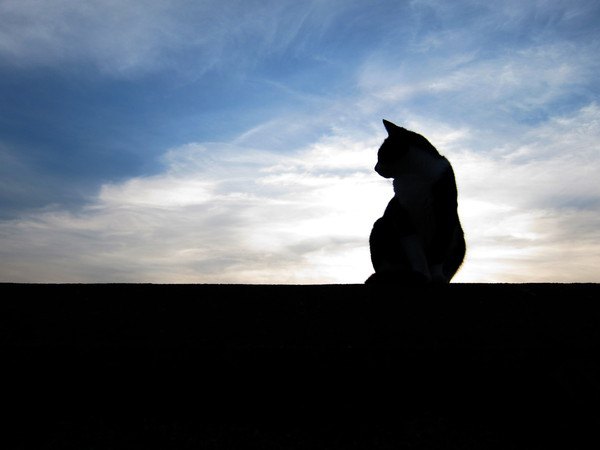 猫の死後体験する６つの不思議な事