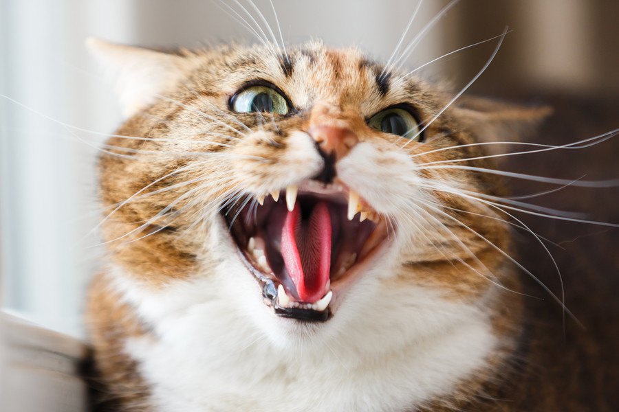 猫が『突然怒り出すとき』の原因5つと対処法
