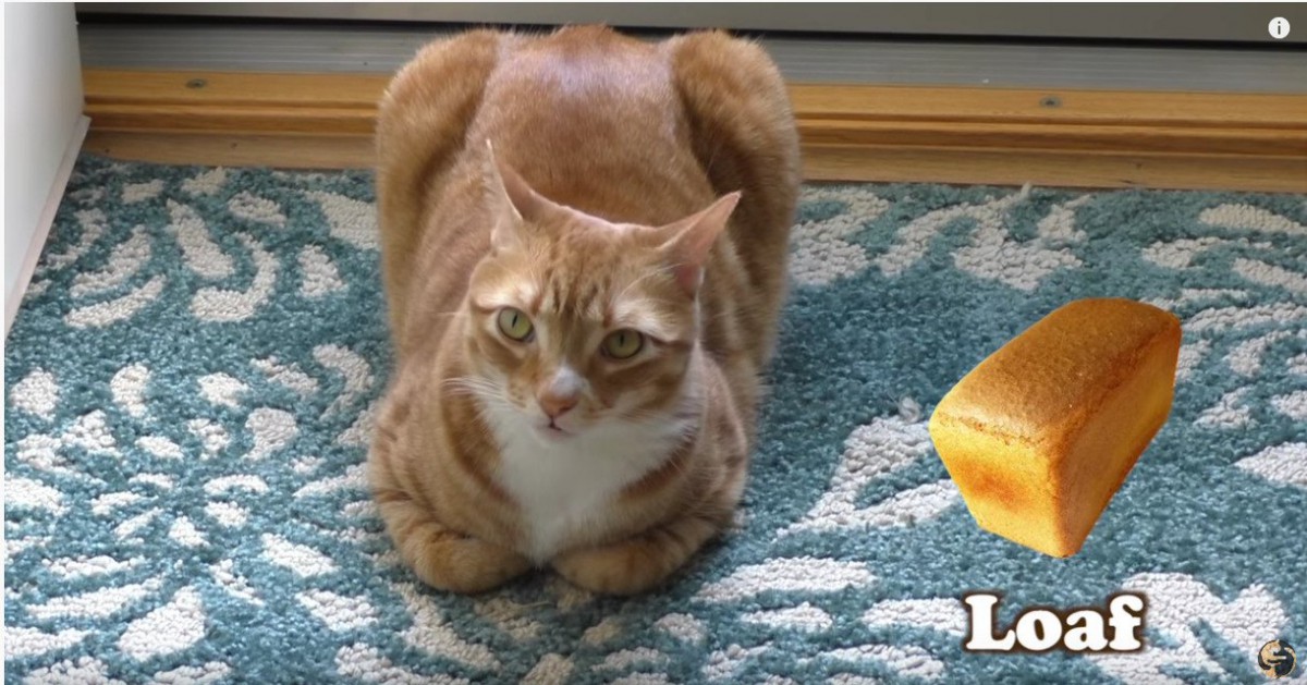 こんがり焼けたパンに見える茶トラ猫！可愛い姿に猫好きさん悶絶♡