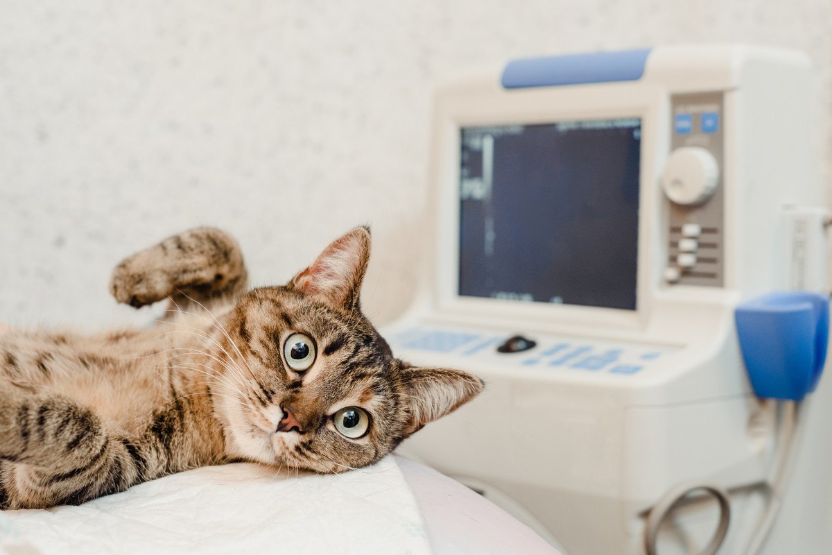 猫の『がん発症率』を高める要因5つと予防策