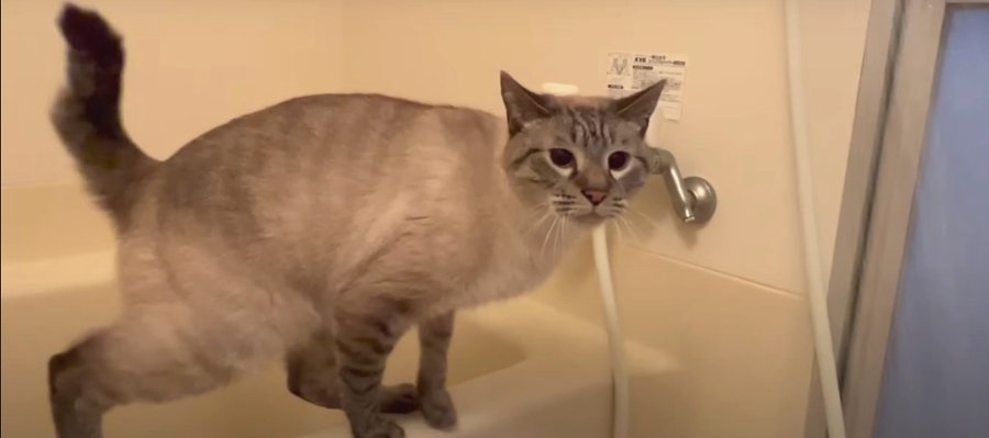 斬新すぎる猫ちゃんの水分補給法とは！？