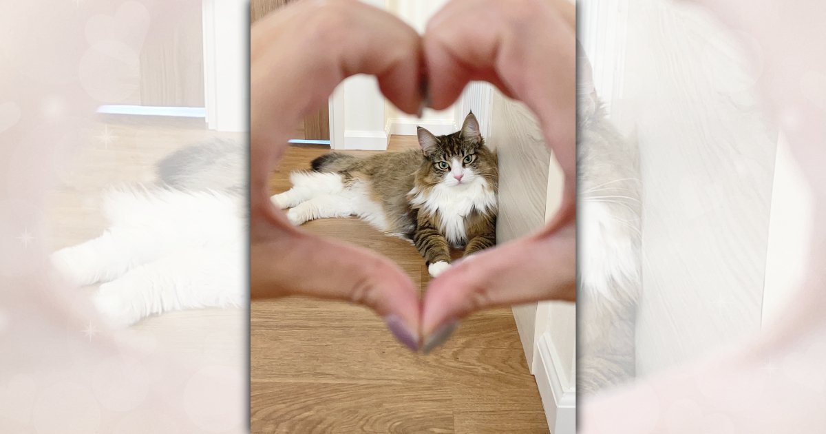 『猫のことを愛しすぎて』猫愛あふれる一枚の写真に思わず心がほっこり♡「ステキ！」「愛が深い」