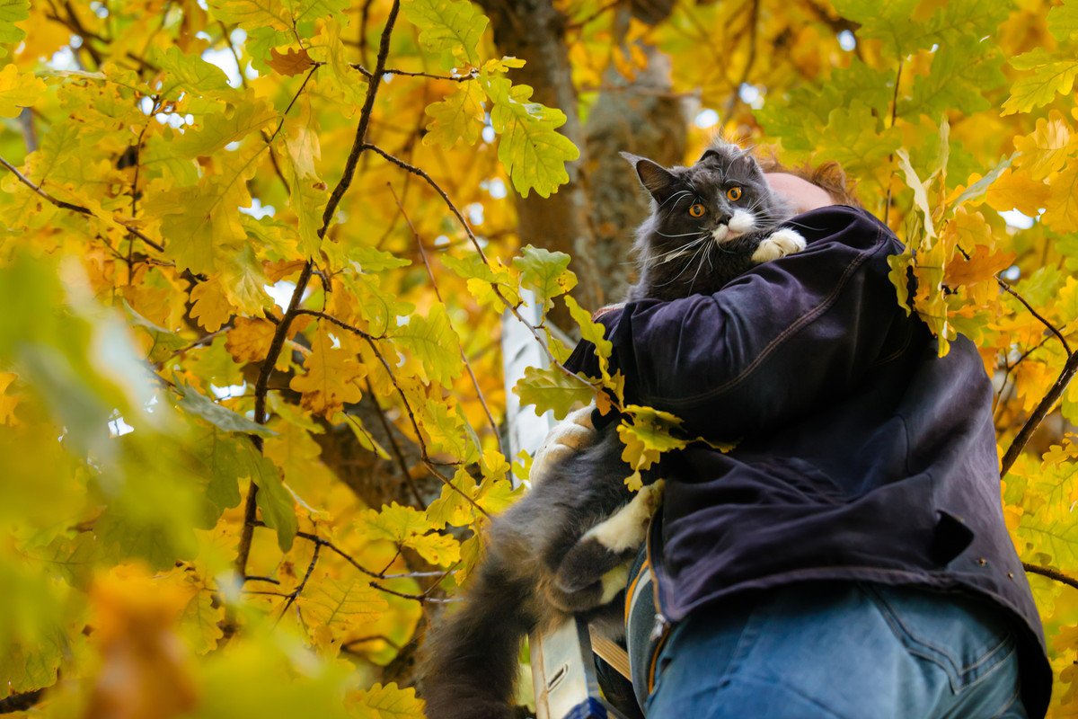 高い木の上で動けなくなった猫を100匹以上救助！木登り上手でやさしい「猫おじさん」　米国