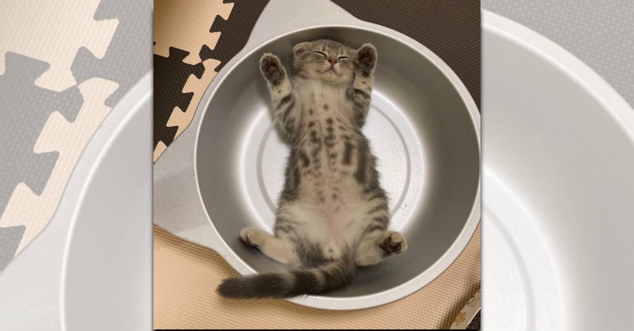 ねこ鍋で『ばんざ〜い』へそ天する子猫♡可愛すぎて悶絶必至