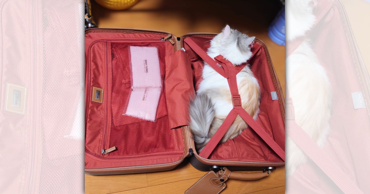 「旅行なら一緒に行くにゃ！」キャリーケースの中で準備万端な猫さんが可愛い♡