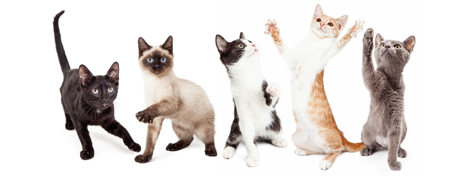 猫の生態の知られざる7つの不思議とは