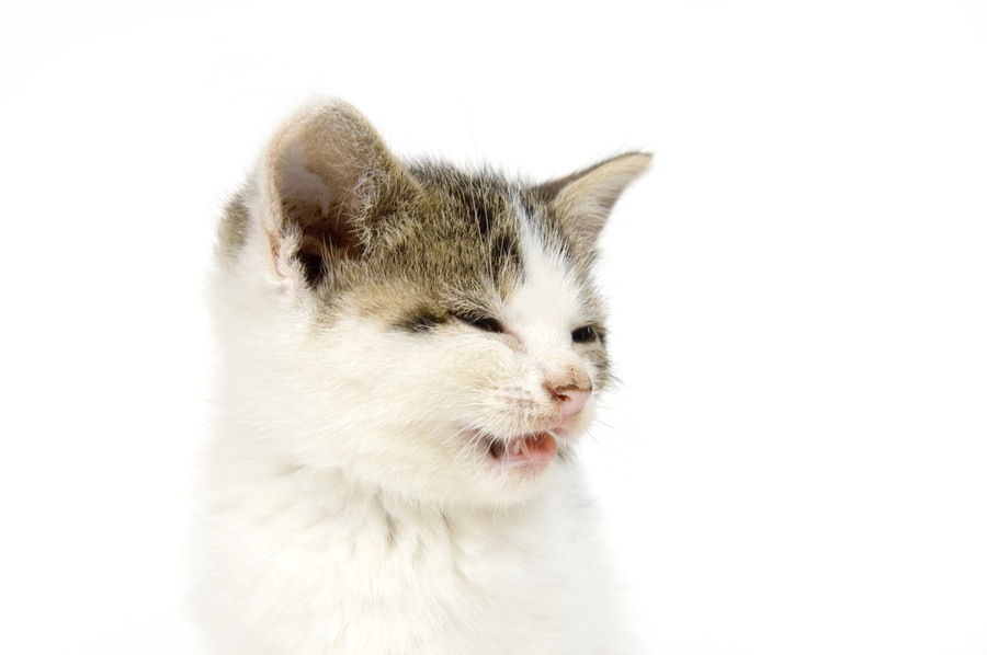 猫が風邪でくしゃみや鼻水を出している時の対処法