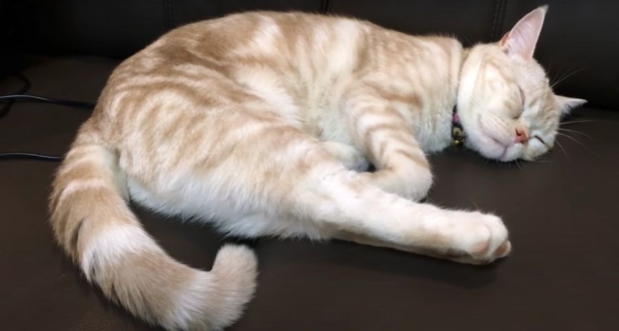 猫ちゃんの寝顔が可愛くてついイタズラ…安眠妨害されてキレちゃう？