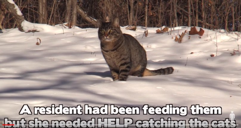 マイナス28℃の極寒の中、置き去りにされた猫たちを救助！