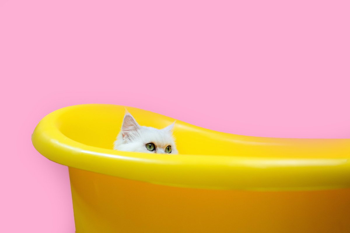 猫に『お風呂』は必要？猫がお風呂を嫌う５つのワケ