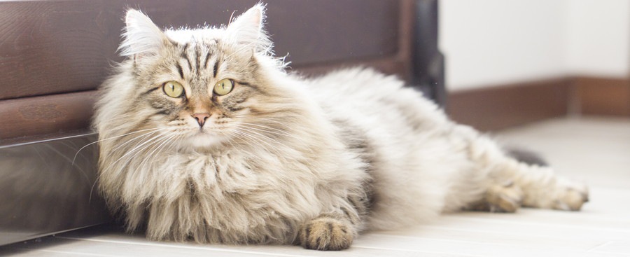 ロシアの猫種3選！特徴や性格などをご紹介