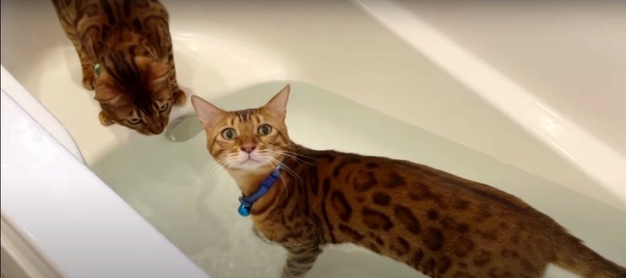 水遊び大好き！お風呂に浸かってご機嫌な猫くん♡