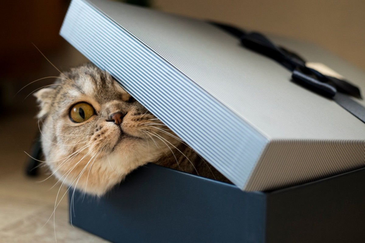 猫が『入れ物』にハマる理由4つ！気に入りやすい特徴とは？