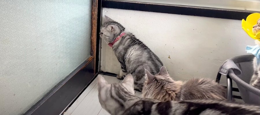 ドアを開けられない猫ちゃんに同居猫ちゃんの反応は！？