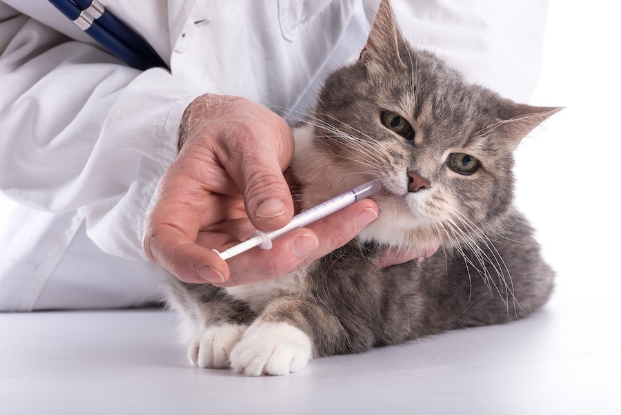 猫が薬を吐く理由と安全な正しい飲ませ方