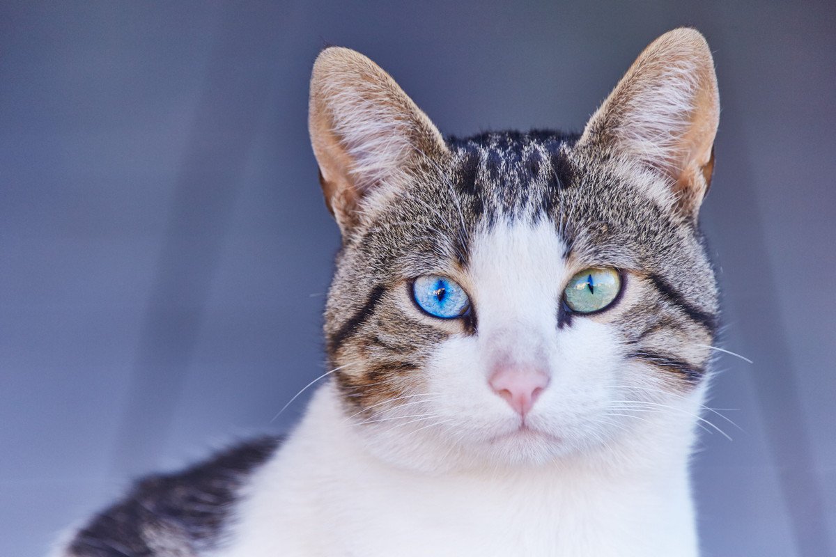 愛猫の『目の色』は何色？7つの種類や目の色の決まり方・品種別の特徴を紹介