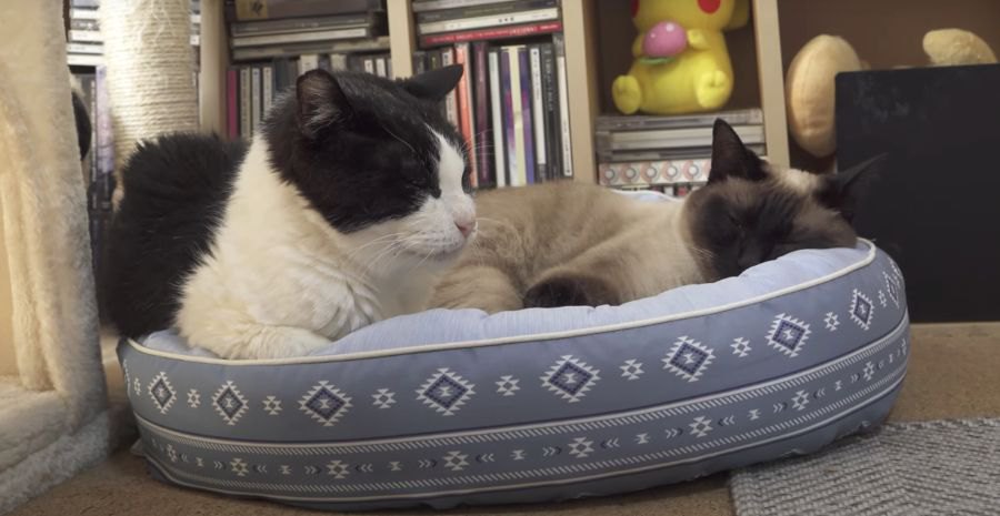 新しい猫ベッドを新調♪それぞれお気に入りの場所でくつろぐ猫ちゃんたち