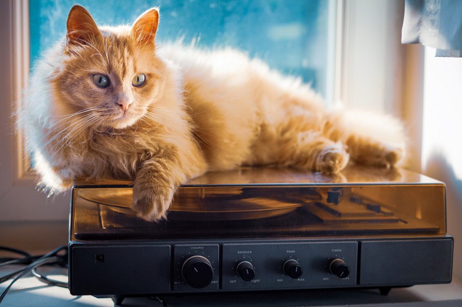 猫が好きな『音楽ジャンル』４つ