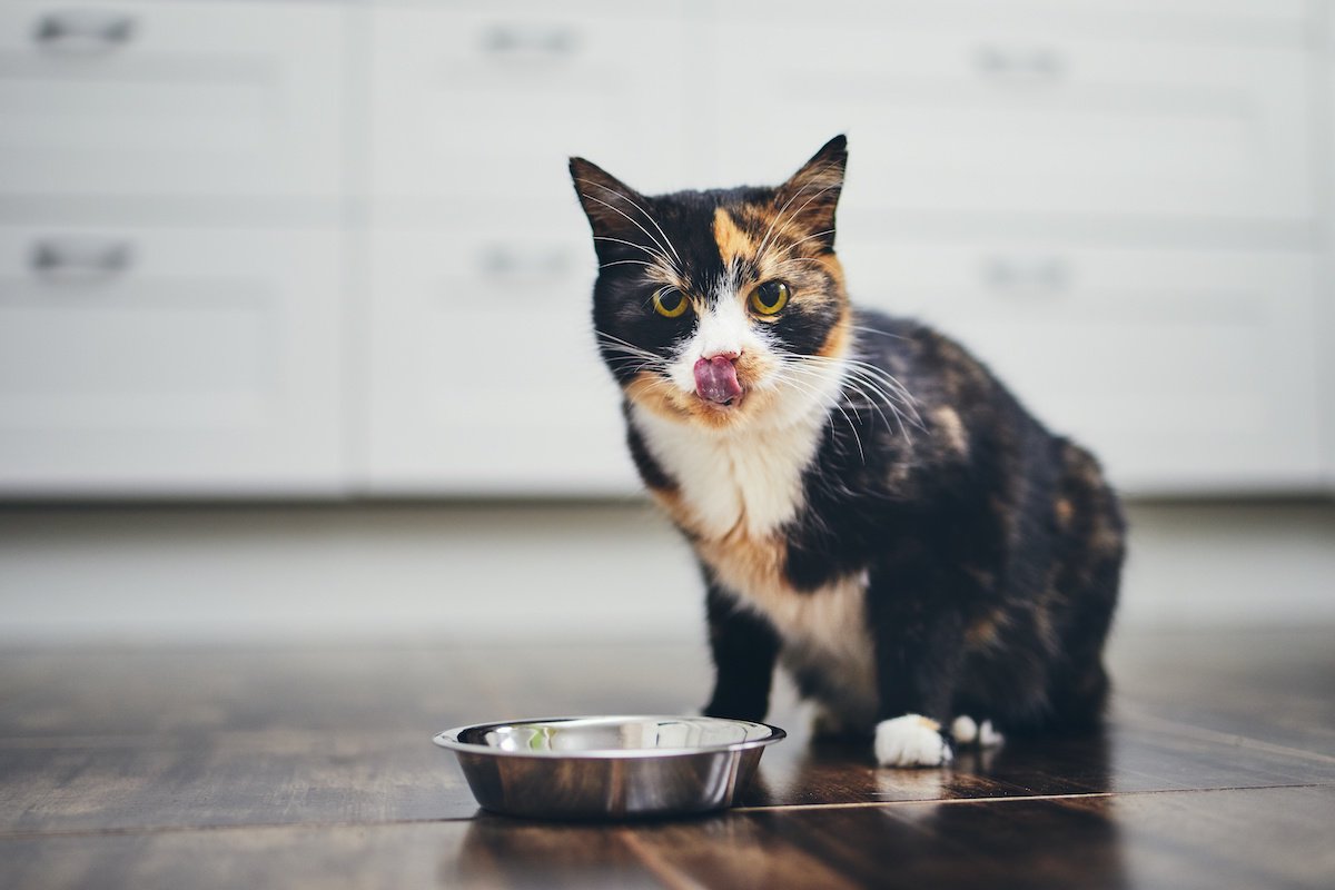 猫の必須アミノ酸『タウリン』とは？不足する原因や危険な病気・予防法３つ