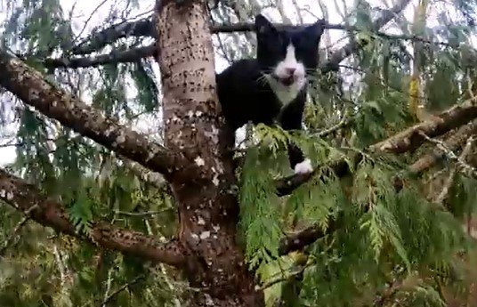 「弟を守る！」と後を追って木に登った兄猫。揃って木の上で立ち往生