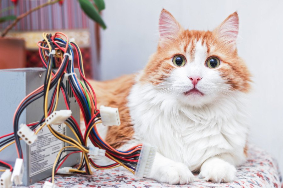 コードの事故に要注意！猫が感電しない為にできる予防策とは？