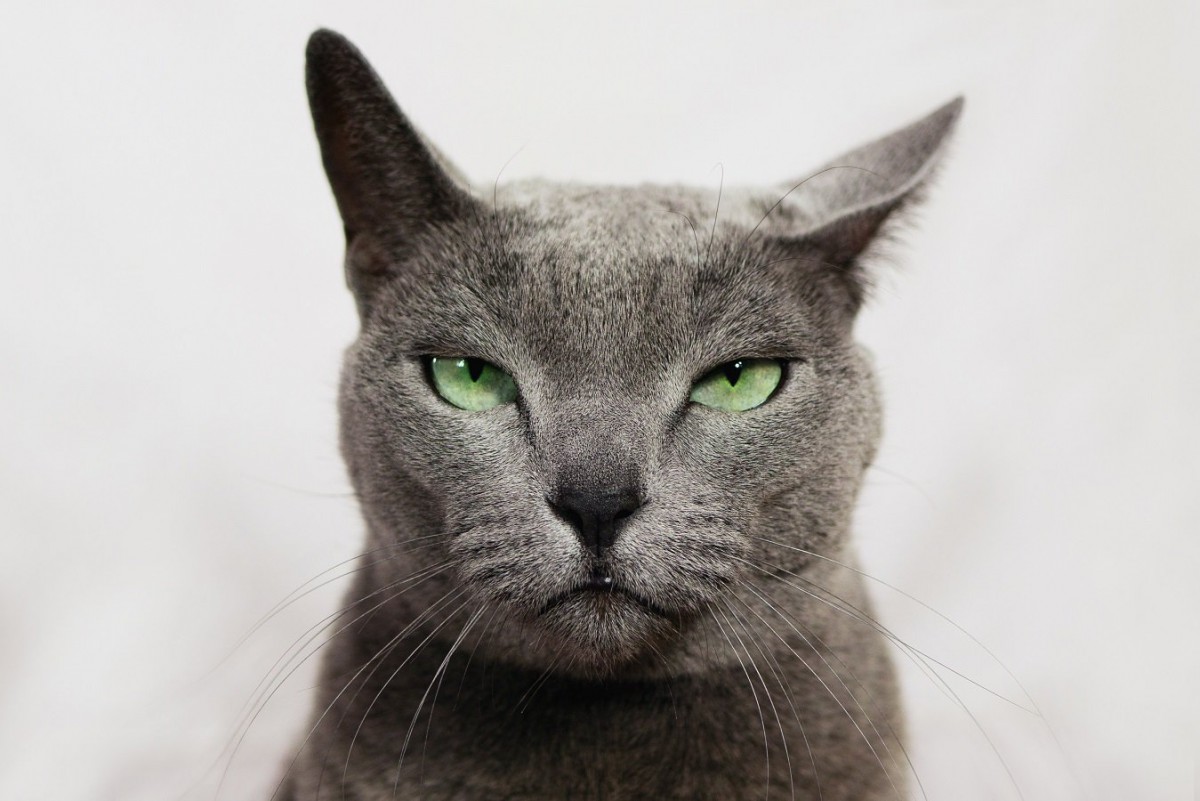 猫と『頻繁に目が合う』時の5つのワケ　注意しなければいけないことも解説
