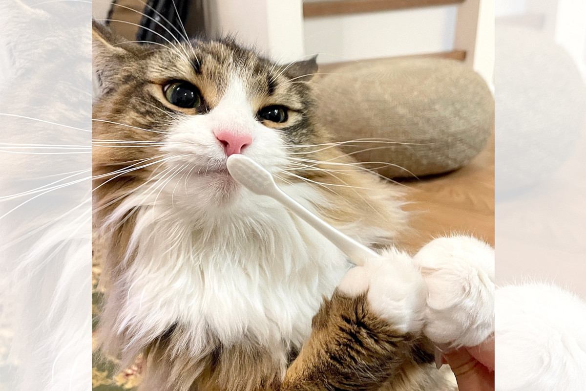 「自分で歯磨きできるにゃ！」ハブラシを持って歯を磨こうとしている猫ちゃんが可愛すぎる