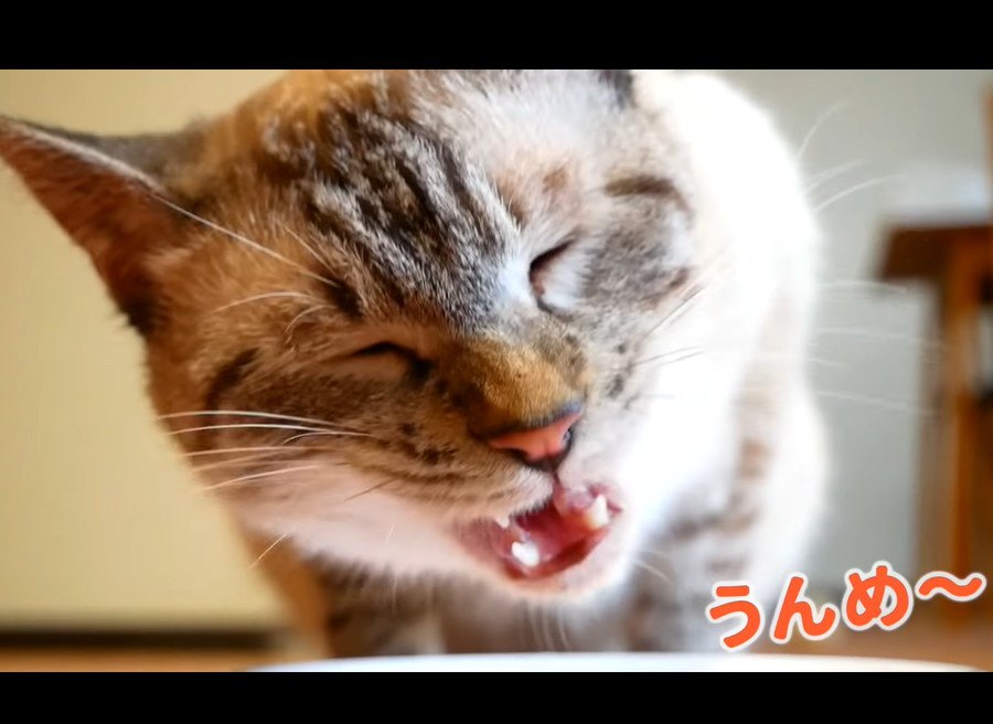 猫ちゃんの咀嚼音♡サーモンに初挑戦！