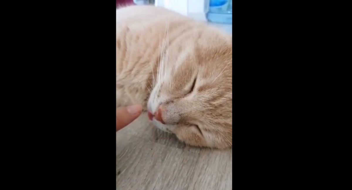 飼い主さんに舌を触られ『安眠妨害される猫』にツイッター民ほっこり♡