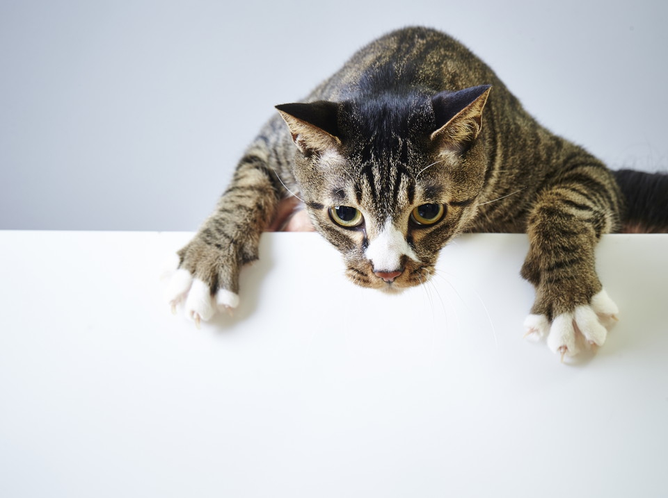 猫が脱水症状を起こす5つの原因とその対策
