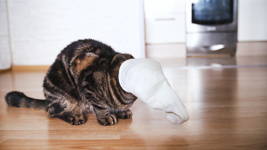 猫が飼い主の『靴下』を隠す４つの理由と対処法