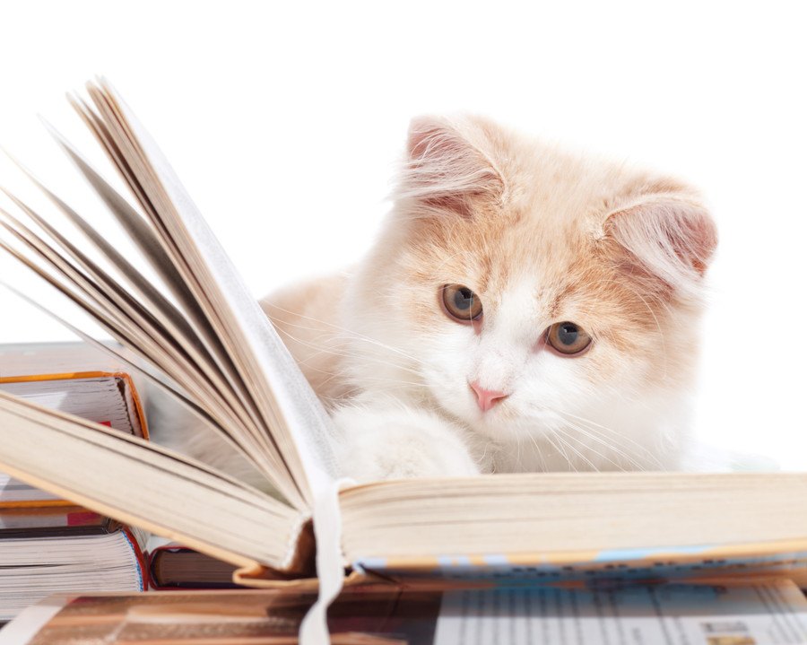 猫がいち早く理解する『単語』５選！理解度チェックの方法とは？