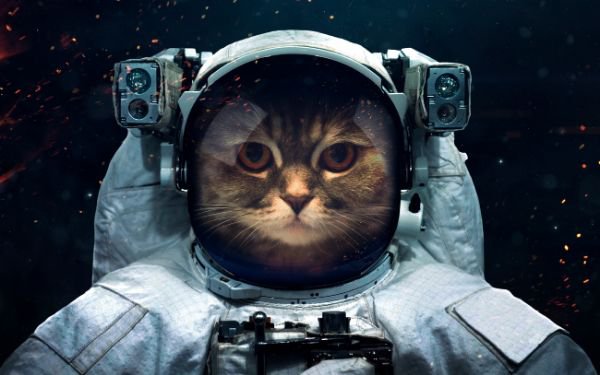 宇宙猫とは？スペースキャットの魅力や作り方を紹介！