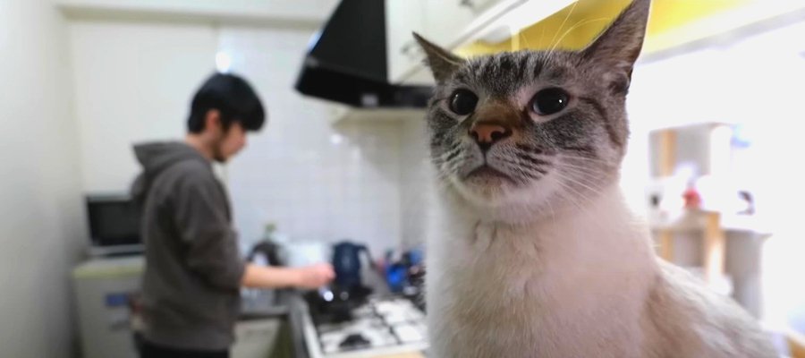 『美味しそうなお肉…』待ちきれない様子でキッチンに佇む猫ちゃん