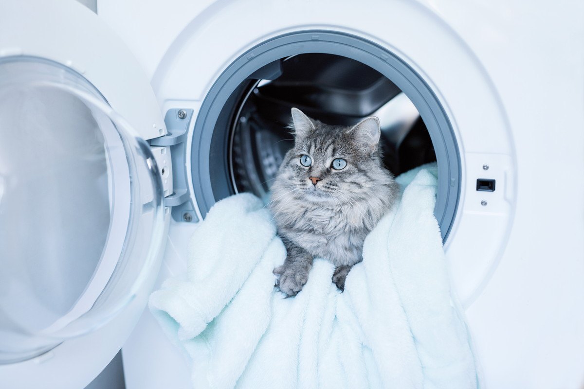 『洗濯物を好む猫』の心理4選
