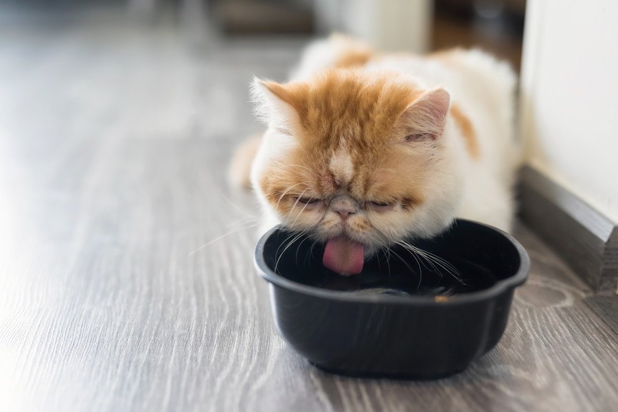 猫が一日に必要な水分量は？